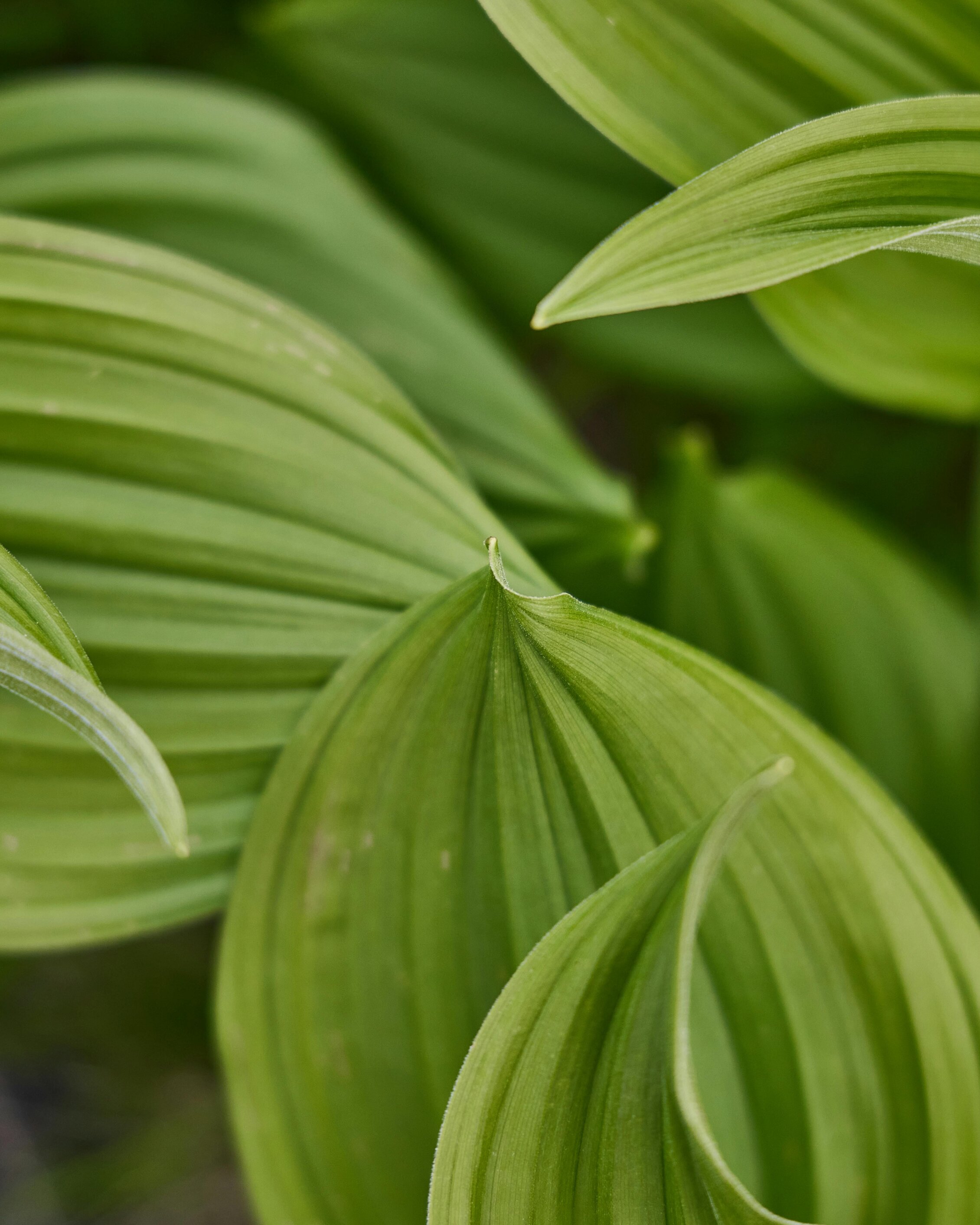 Close-up of green leaves