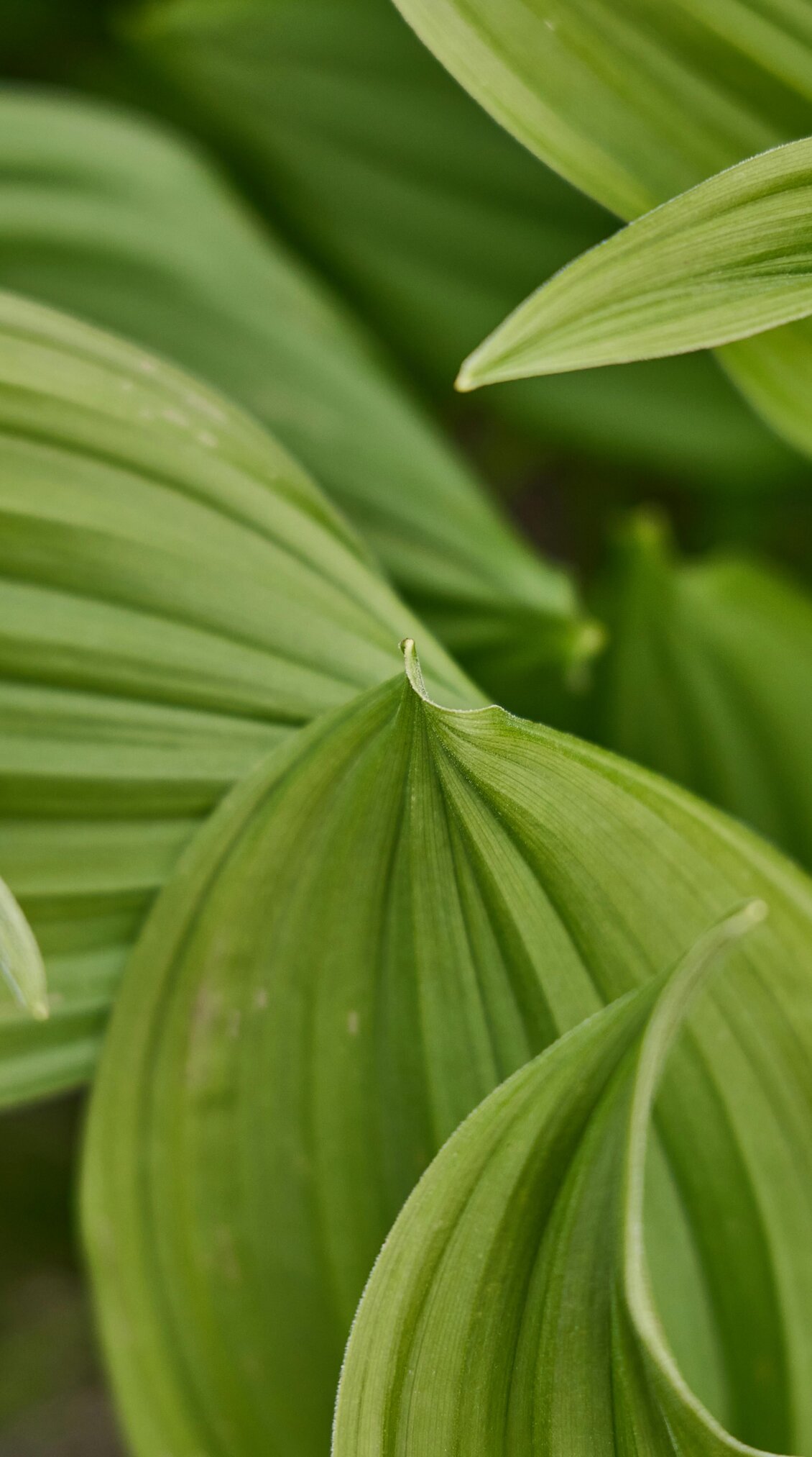 Close-up of green leaves